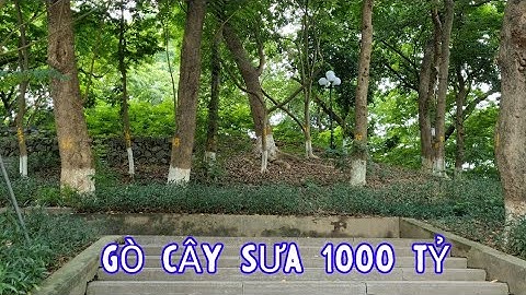 Cận Cảnh Gò Cây Gỗ Sưa Đỏ Hàng 1000 Tỏi Giữa Thủ Đô Hà Nội - Gò Đống Đa Chỉ Toàn Cây Sưa Đỏ