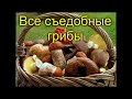 Все съедобные грибы