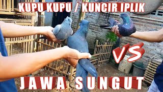 TES TERBANG MERPATI KUNCIR IPLIK DAN JAWA SUNGUT TERBANG BERSAMA