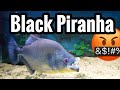 Rhom Black Piranha Feeding - Aquarium Care