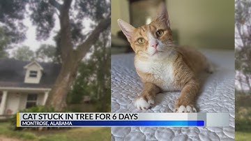 Montrose family desperate to rescue cat stuck in 40-foot tree for 6 days
