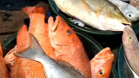 ice for fish use only