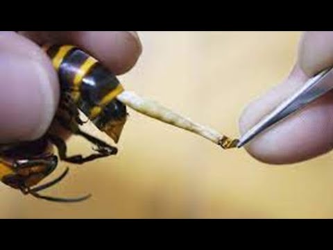 Βίντεο: Τσιμπάνε οι μέλισσες που αναζητούν τροφή;