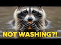 Why Raccoons "Wash" Their Food is a COMPLETE Lie (And 9 More Secrets)