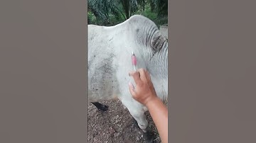 How to give injections in cow ll VET Knowledge ll veterinary injection #cow #im #injection #cattle