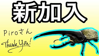 新たにヘラクレスオオカブト（即戦力）が加わります！ - YouTube