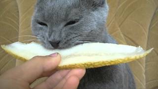 Кот уплетает дыню! Кот уплетает дыню!