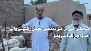 کجلی بھیڑ کی پرانی نسل بغیر خرچ کے صرف چرائی پر پالی جا سکتی ہے چرواہے سے انٹرویو