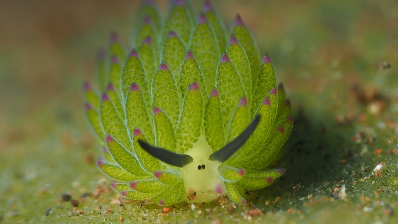 Nudibranch: The Pokémon of the Sea