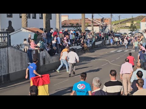 Tourada à corda nos Altares, 1 de junho de 2025
