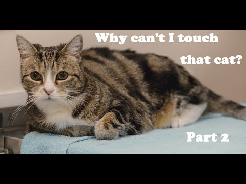 Почему я не могу притронуться к своему коту? Часть 2