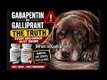 Gabapentin vs Galliprant for Dogs: The Truth Vets Don’t Always Explain