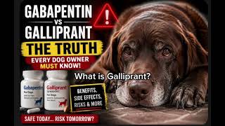 Gabapentin vs Galliprant for Dogs: The Truth Vets Don’t Always Explain