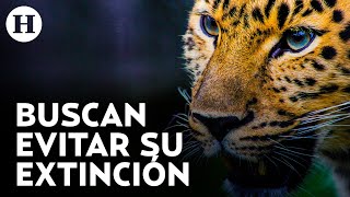 ¿Jaguares en peligro de extinción? Santuario busca identificar el genoma mexicano para conservarlo ¿Jaguares en peligro de extinción? Santuario busca identificar el genoma mexicano para conservarlo