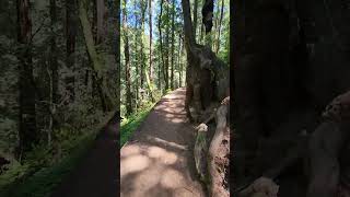 Walking through Muir Woods 5/24