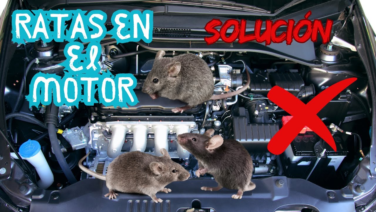 SOLUCIÓN cómo repeler a los ratones de tu vehículo 🐀🚗