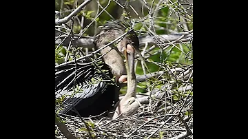 Mother Anhinga Struggles Getting Baby S Head Out Of Her Throat After Feeding 