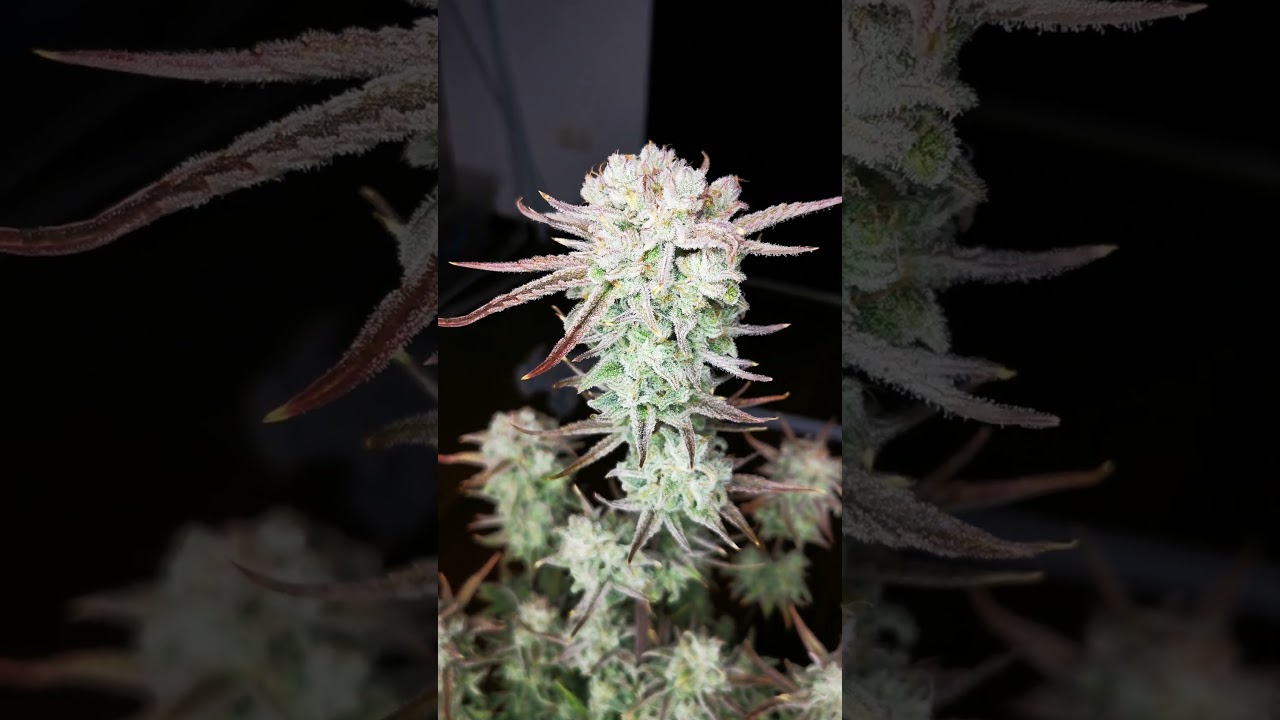 STRAWBERRY BANANA AUTO 🍓 🍌 Fast Buds | Hybrid by Pot Portraits