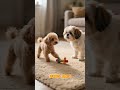 Cute Dog Facts #shorts  #pomeranian #chihuahua #yorkshireterrier #maltese #toypoodle #shihtzu