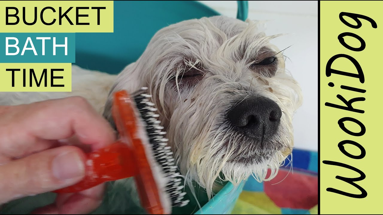 Dog Grooming Baths Cute Malshi Wookidog Maltese Shih Tzu Mix Youtube