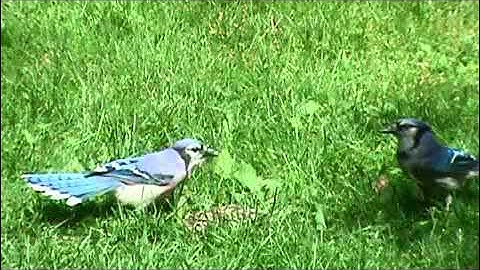 Audio Visual Catnip- Conflict At The Seed Pile