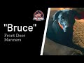 Labrador Retriever Labrador Retriever