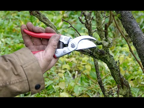 Vidéo: Taille des pommiers - Apprenez comment et quand tailler les pommiers