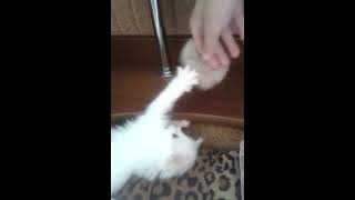 котёнок играет котёнок играет