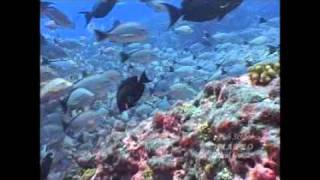fish school.wmv
