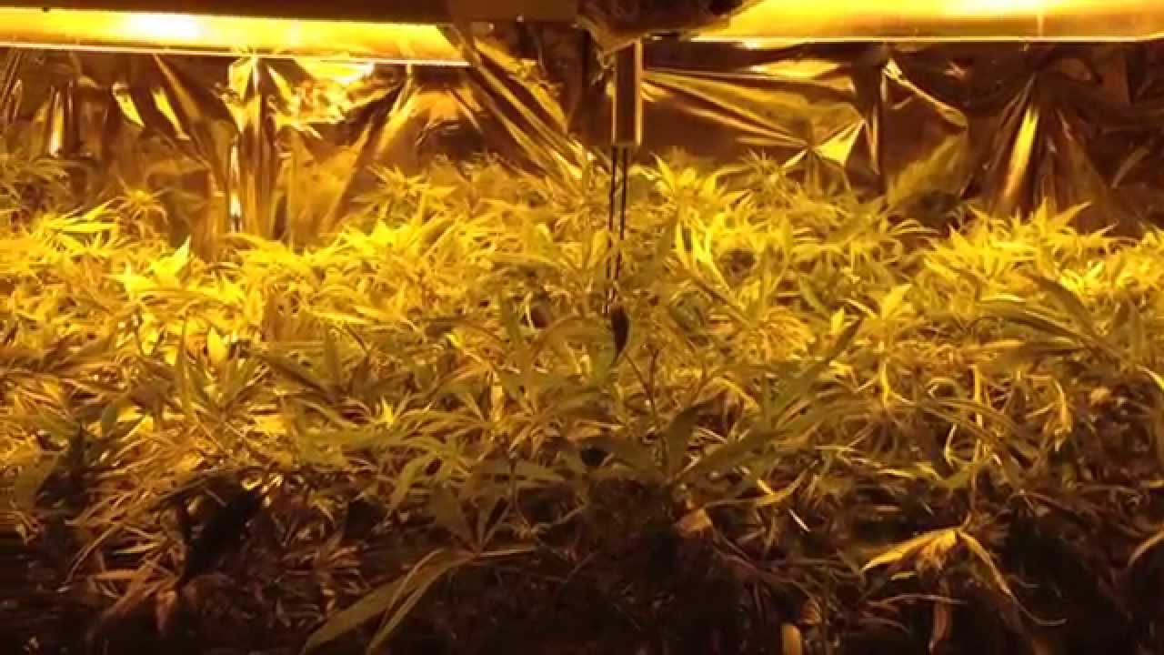 Sure to Grow vs Coca Mat ep4-6 side by side root comparison