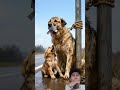 kasihan doggy nya#dog #cutedog #pets