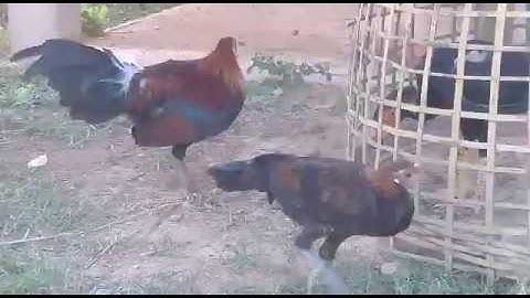 Saib me nyuam qaib qus pom 1