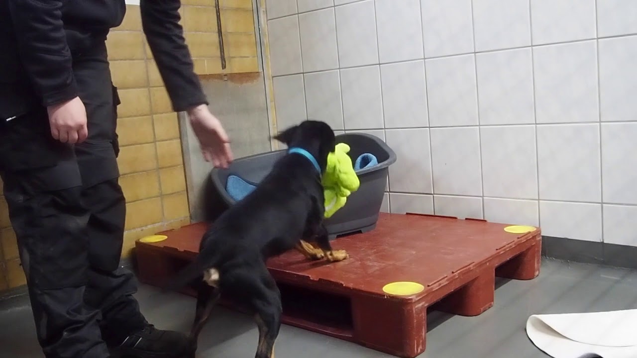 Tierheim Dornbusch Bescherung 2018 YouTube