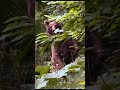 🐻 Mother Bear Protecting Her Cub