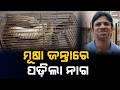 ମୂଷା ପାଇଁ ବସାଇଥିଲେ ଜନ୍ତା ହେଲେ ପଡ଼ିଗଲା ନାଗ ସାପ l News Craft l Snake l Bhubaneswar