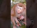 #monkey #monkeysr #animals #babymonkey #babymo #funny #cute #monkeybusiness #babyanimal #baby