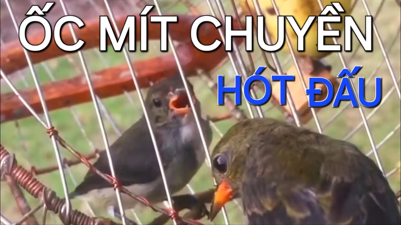 Chim ốc mít chuyền hót đấu, kích lửa ốc mít chuyền non, thúc chim căng lửa/Thú vui nuôi chim Ốc Mít