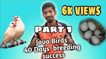 java finch birds breeding tips in tamil