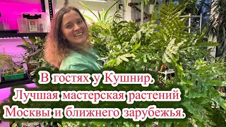 САЛОН ЭКСКЛЮЗИВНЫХ РАСТЕНИЙ-мастерская Марии Кушнир. Советы и рекомендации по комнатному озеленению. Видео: САЛОН ЭКСКЛЮЗИВНЫХ РАСТЕНИЙ-мастерская Марии Кушнир. Советы и рекомендации по комнатному озеленению.