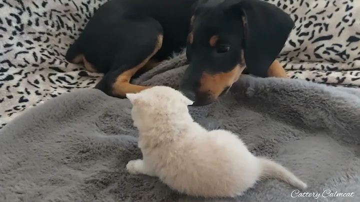 Video 3841101: british shorthair, calmcat uk