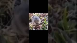 Baby bunny explodes💥 meme