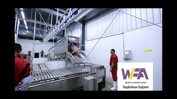 Amazing How Does Work Three Points Electric Stunning Conveyor For Hog Slaughter Line