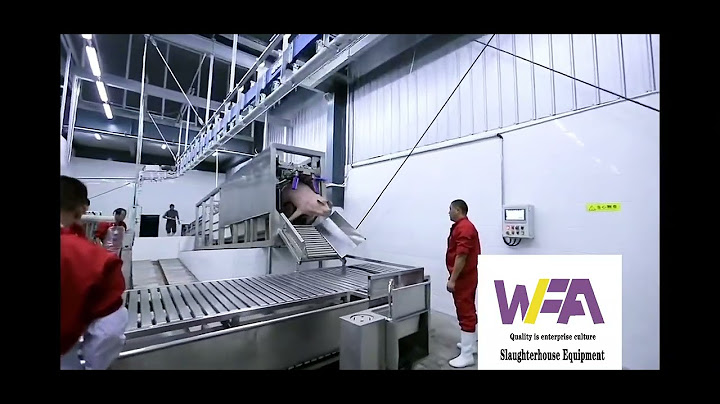 Amazing How Does Work Three Points Electric Stunning Conveyor For Hog Slaughter Line