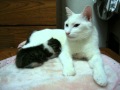 やさしいお母さん :かわいい猫動画