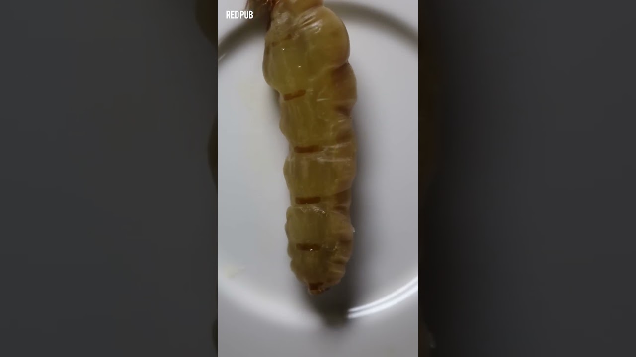 سر ملكة النمل الأبيض: لماذا هي بهذا الحجم الهائل؟💀😲🙏#shorts