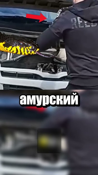 Безбилетный пассажир - YouTube