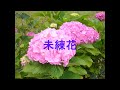 未練花 (オリジナル演歌、歌謡曲)作詞作曲編曲(歌)S,Takeuchi