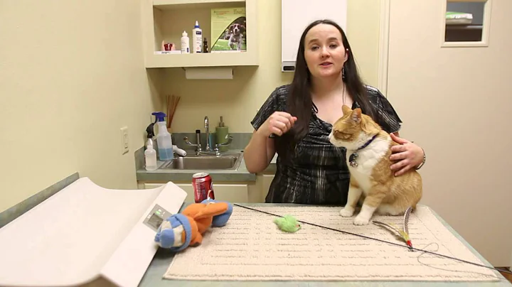 How to Get a Cat to Stop Biting