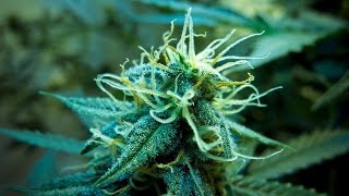 Dab chill smoke
