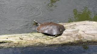 Huge Spiny Softshell Turtles are awesome. This one was 20". Species  by WillCFish Tips and Tricks.